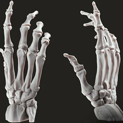 https://www.myminifactory.com/es/object/3d-print-bone-hand-free-stl-169025