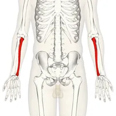 240px-Ulna_-_anterior_view.png