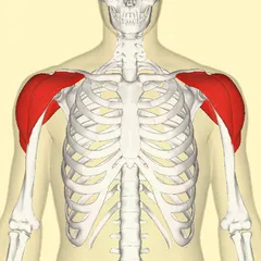 240px-Deltoid_muscle_frontal.png