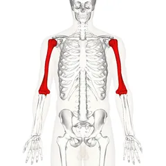 240px-Humerus_-_anterior_view.png