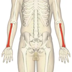 240px-Radius_-_anterior_view2.png