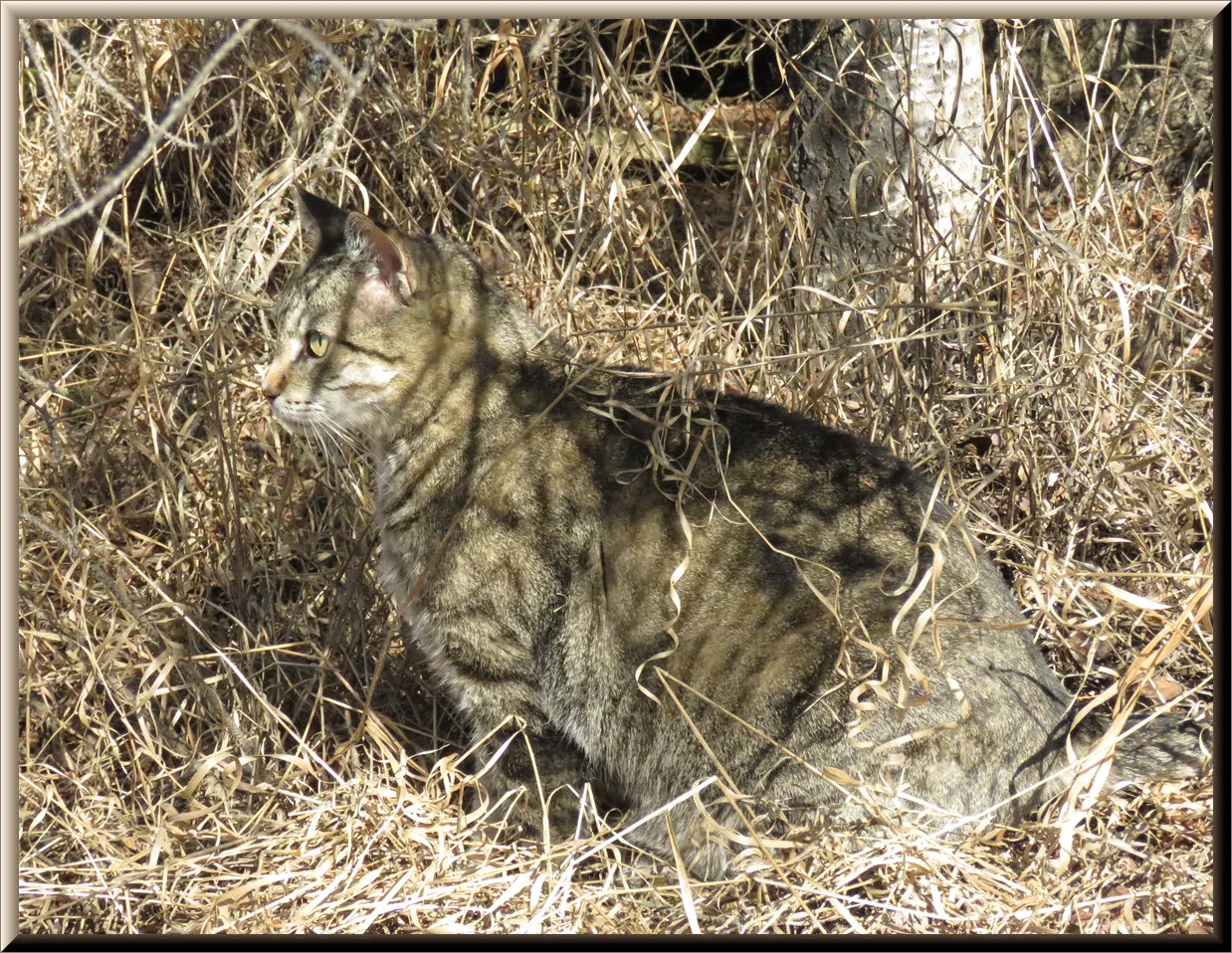 JJ well camoflaged in dried grasses and shadows.JPG