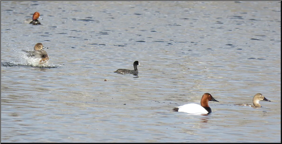 2 pairs redhead ducks 1 female stretching wings and coot.JPG