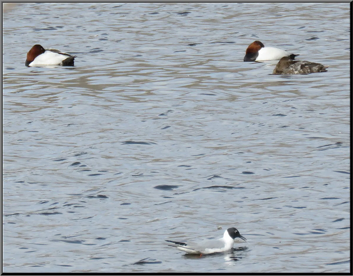 3 redhead ducks resting on water 1 tern swims by.JPG