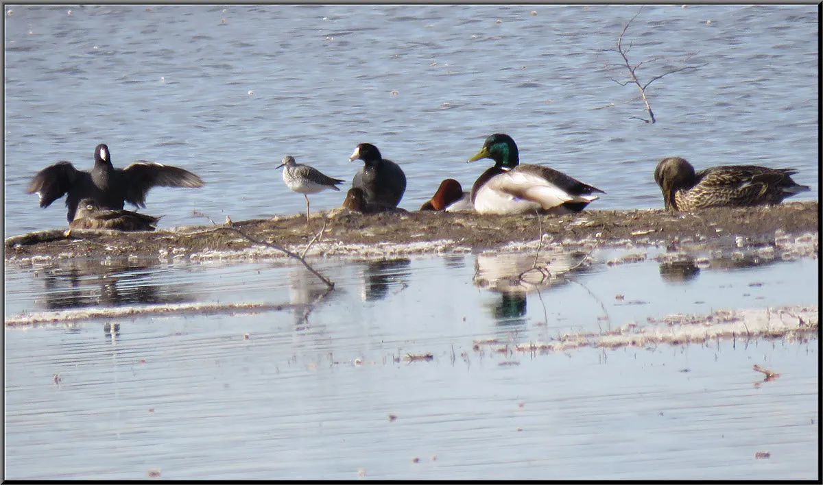 pair mallards tern and possible coots 1 stretching wings.JPG