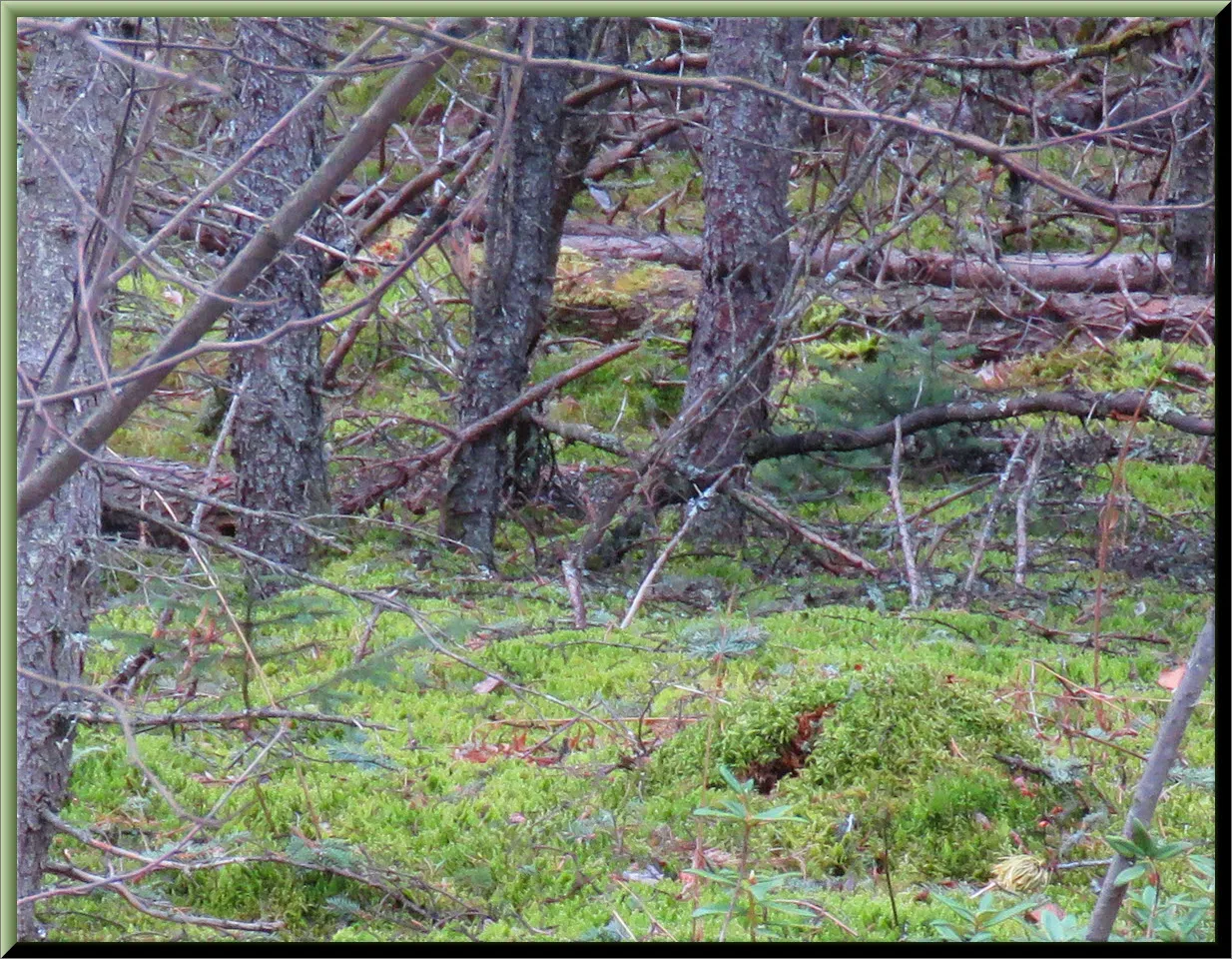 mossy forest floor under the spruce tree trunks.JPG