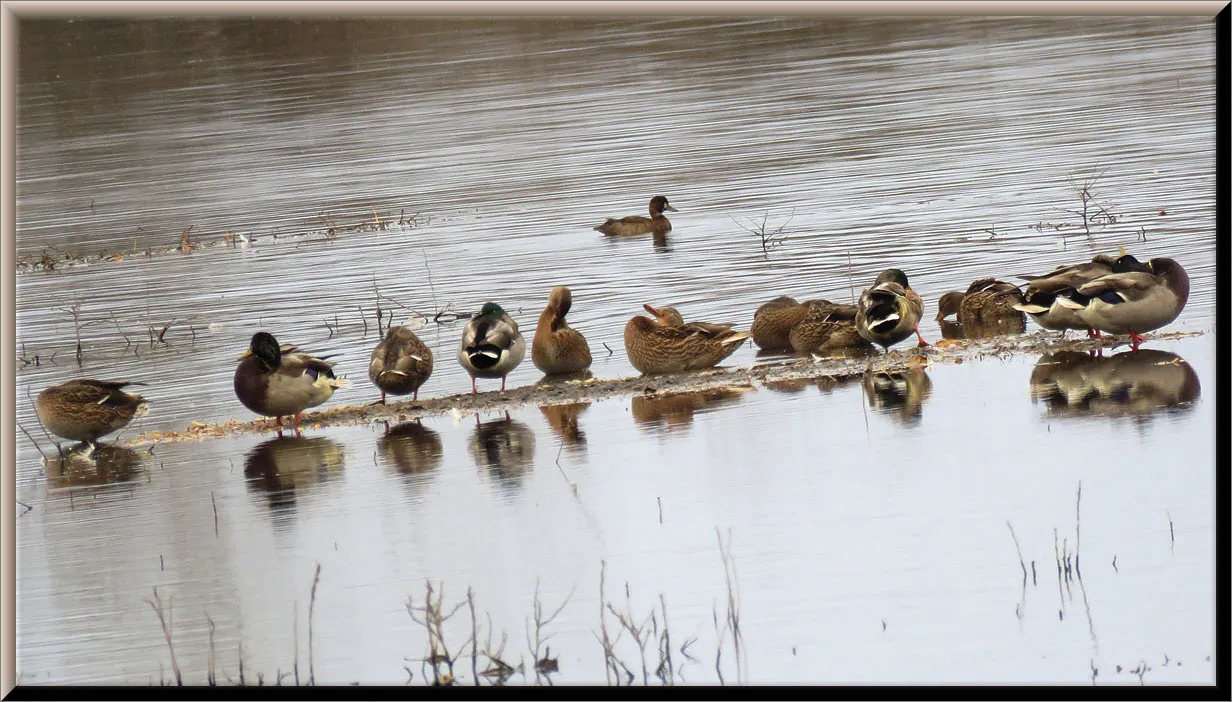 band of ducks on sand bar grooming and resting.JPG