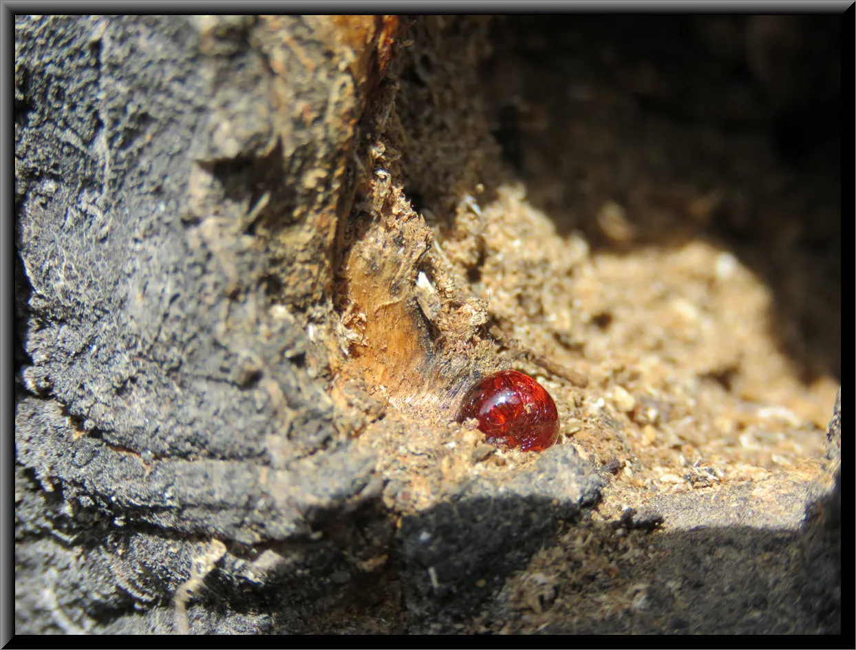 red sap jewel in edge of whole in poplar tree.JPG