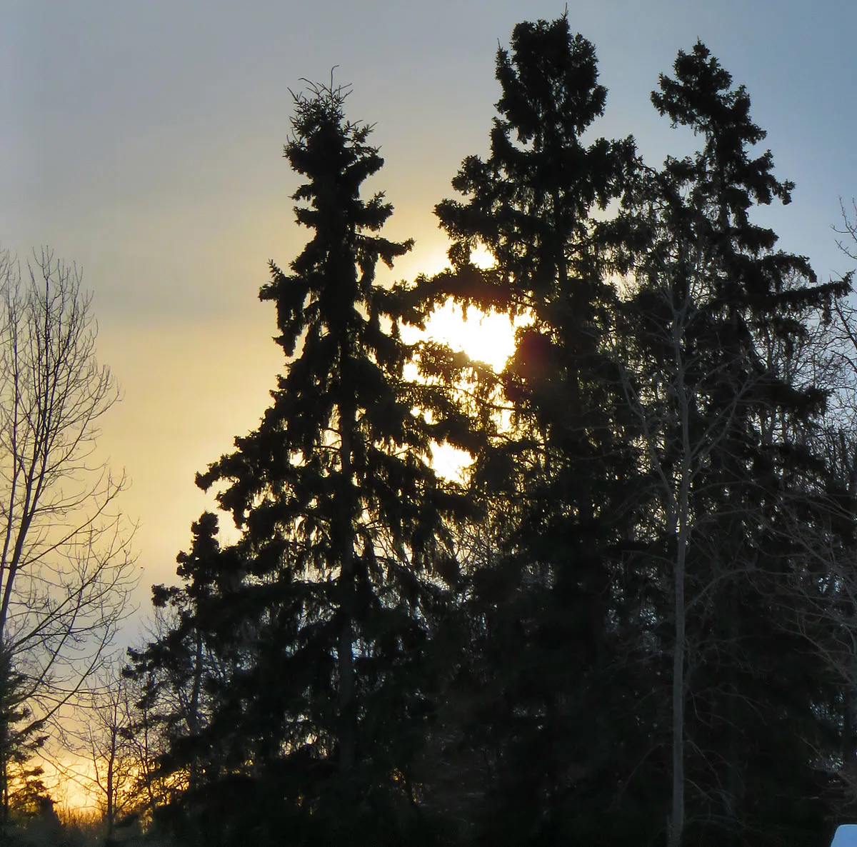 lightly clouded sun shining through spruce trees.JPG