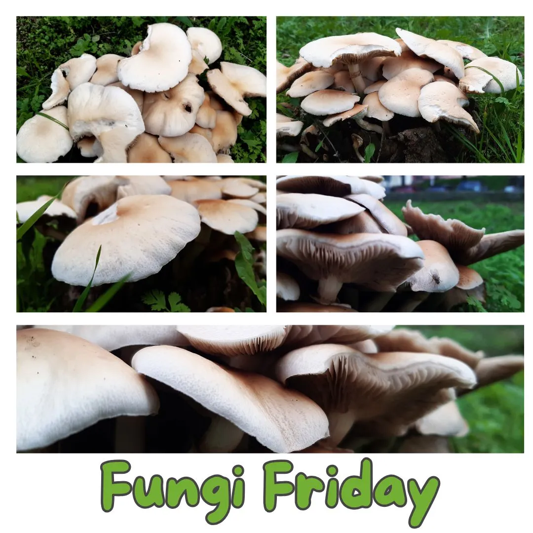 Capa Fungi Friday 24 Outubro.jpg