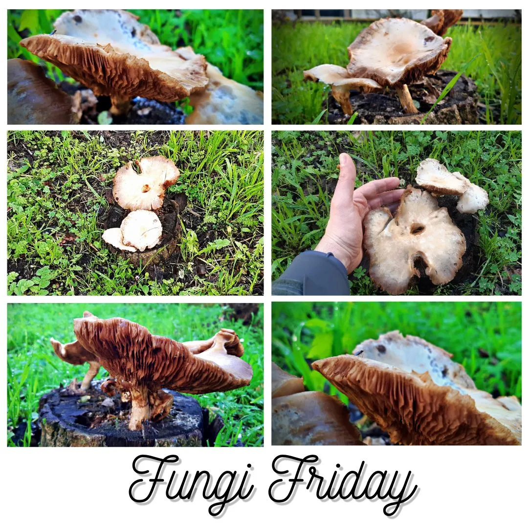 Fungi Friday 16 Fev.jpg