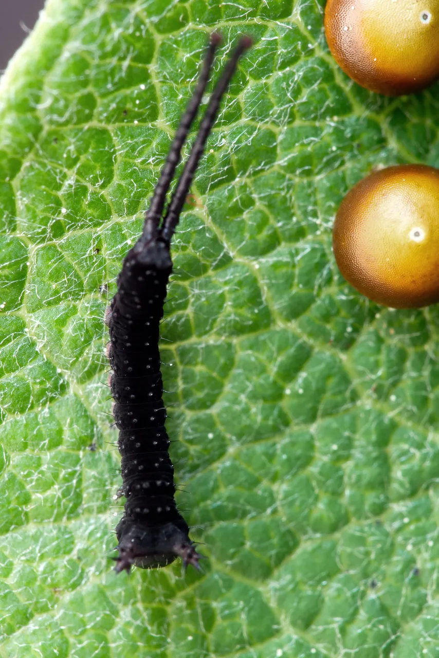 Großer Gabelschwanz Cerura vinula_P1114949.jpg