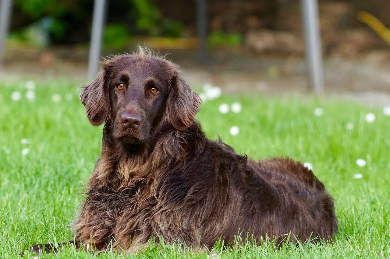 german_longhaired_pointer_782498_1920.jpg