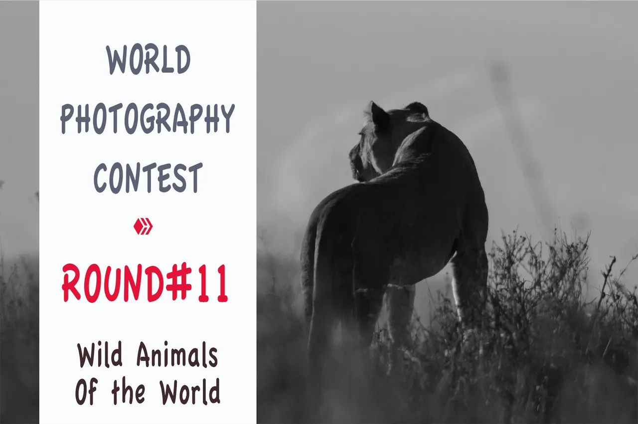world_photography_contest_music_copie.jpg