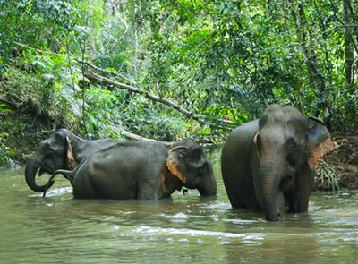 mondulkiri_elephant_family_01_400x295.jpg