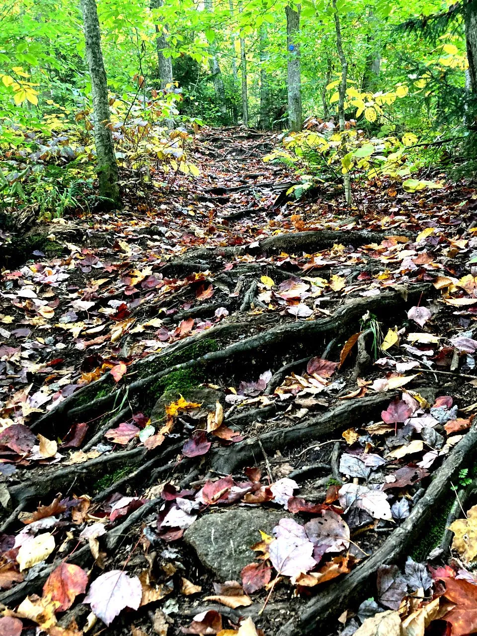 The leafy hiking trail, thick with crossed tree roots