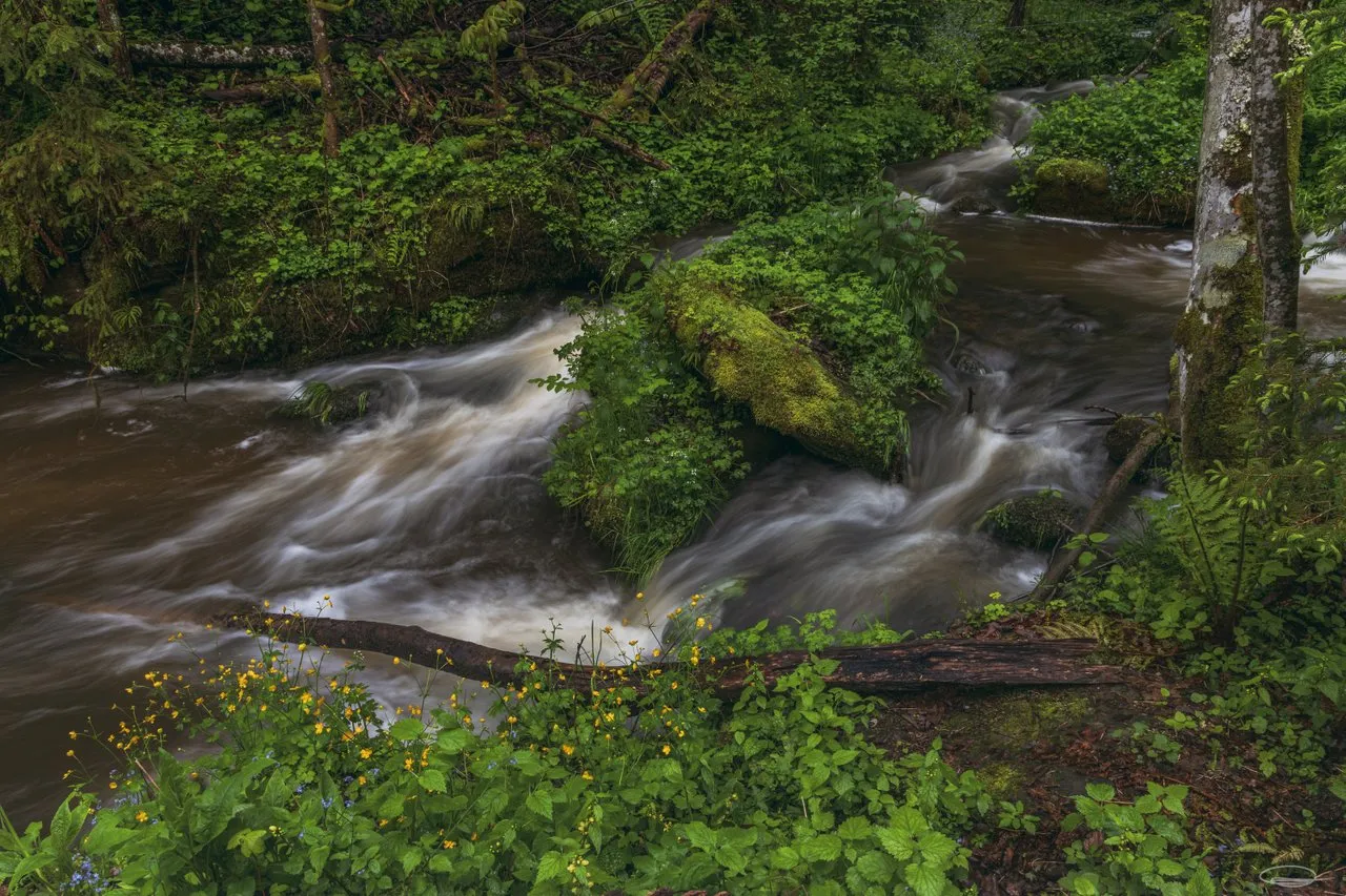 Spring is here - everything is green - Johann Piber