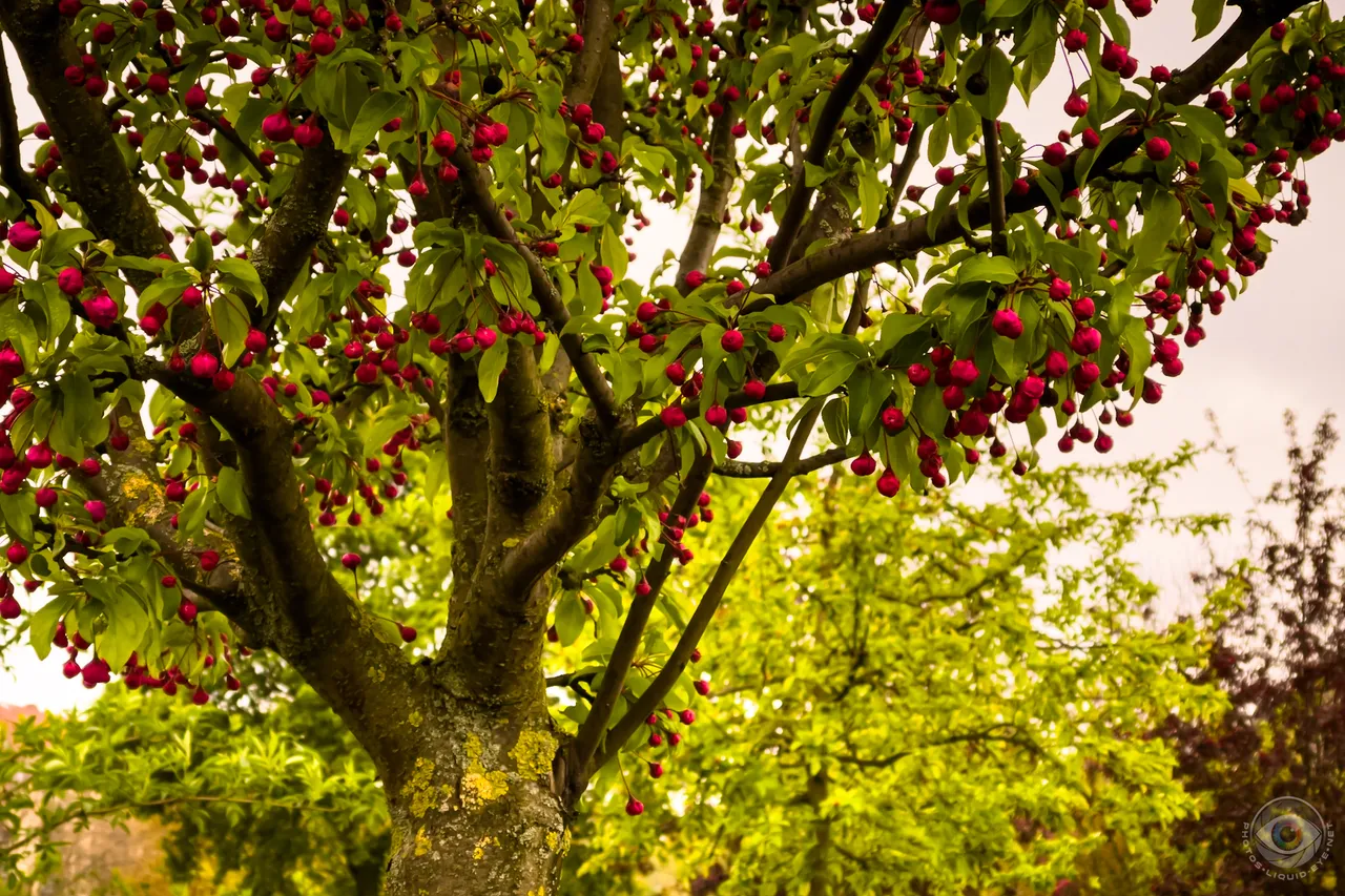 Wild Cherry Tree