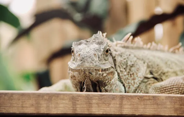 portraits-of-a-lazy-lizard-iguana