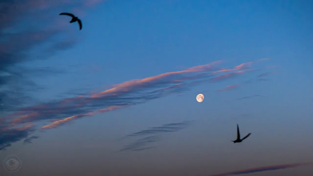 Morning Moon with flying by