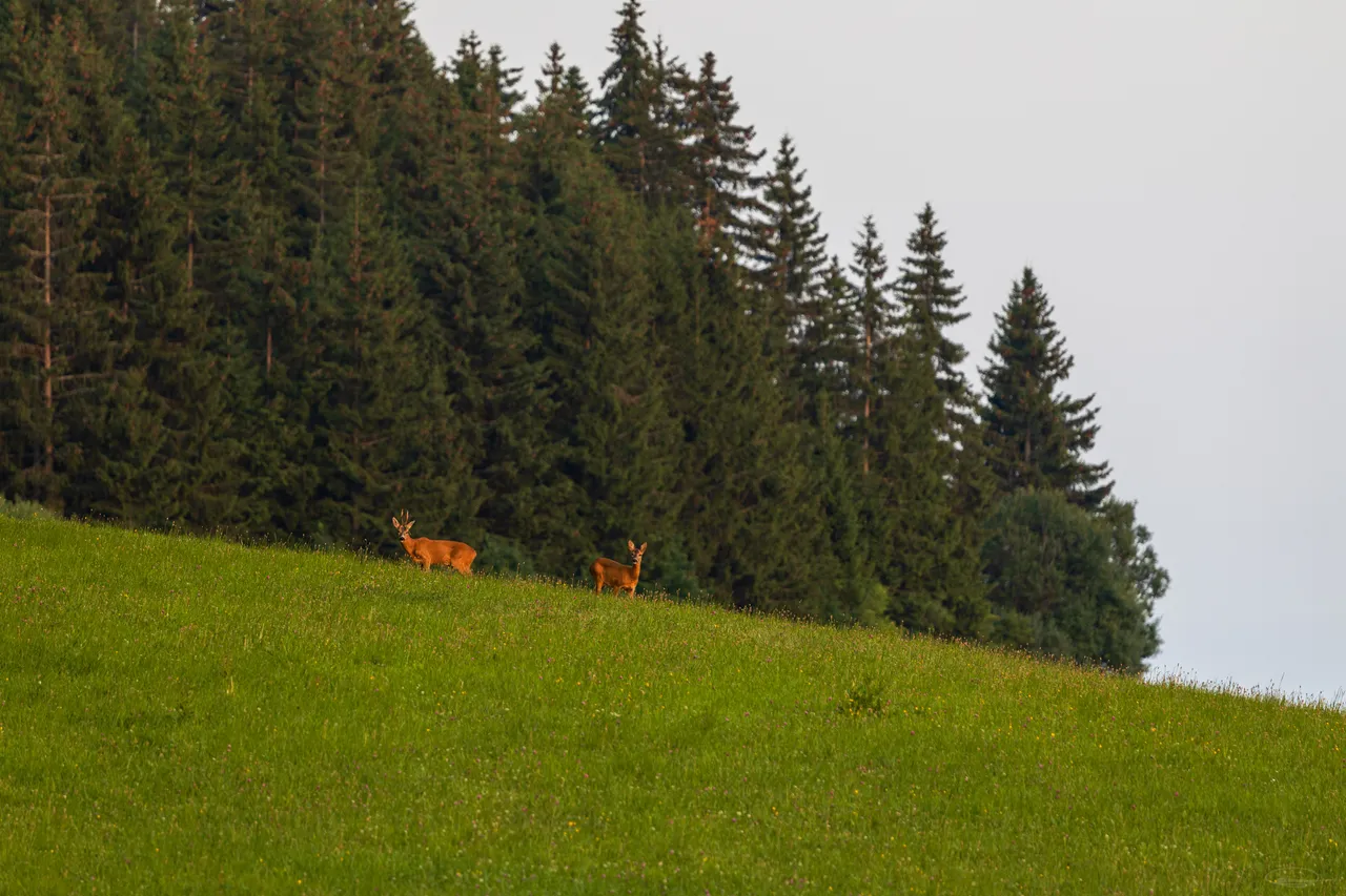 Deer having Grass Dinner