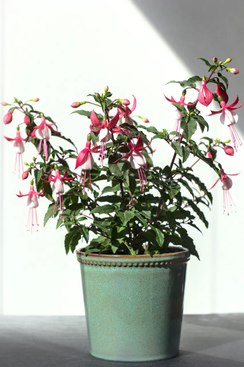 fuchsia%20hybrida%E2%80%93%20_MG_2215.jpg