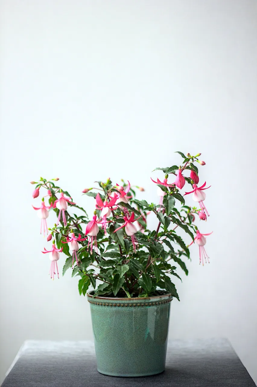 fuchsia%20hybrida%E2%80%93%20_MG_2213.jpg