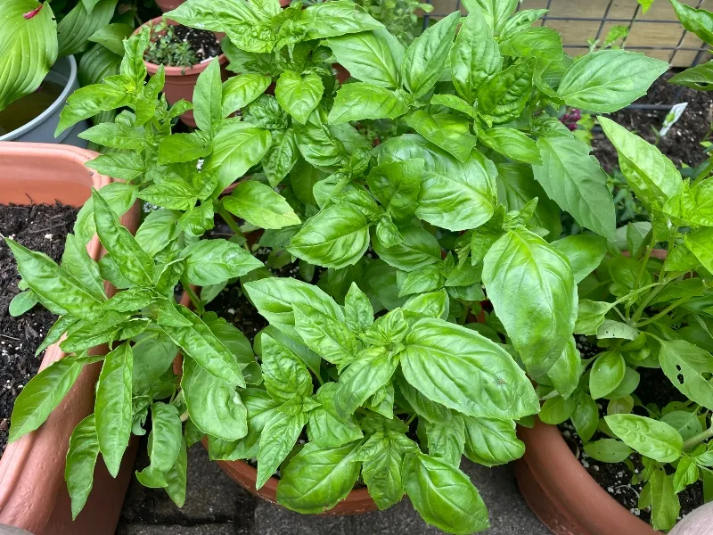 hivegarden-gardenjournal-veggies-basil.jpg