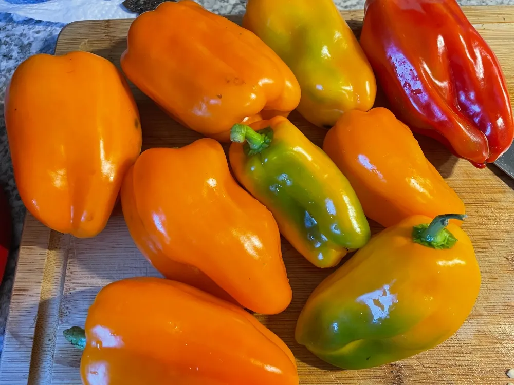 hive-garden-preserving-sweet-peppers-2.jpg