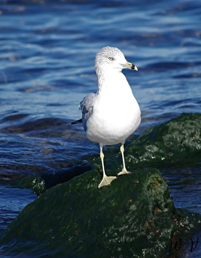 seagull-feathered-friend-smap-sunscape.jpg