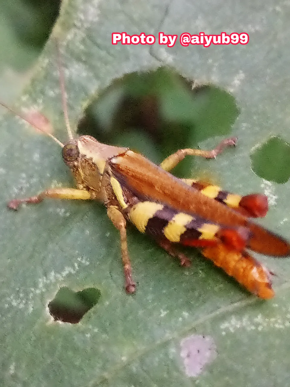 https://s3.us-east-2.amazonaws.com/partiko.io/img/aiyub99-partiko--macrophotography05--84fscljdqy-1535098971580.png