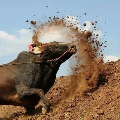 save-jallikattu-stop-culture-genocide.jpg