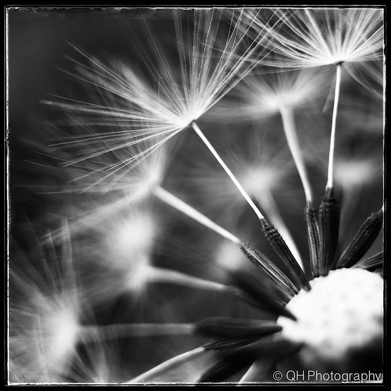 Black and white macro shot of a Dandelion