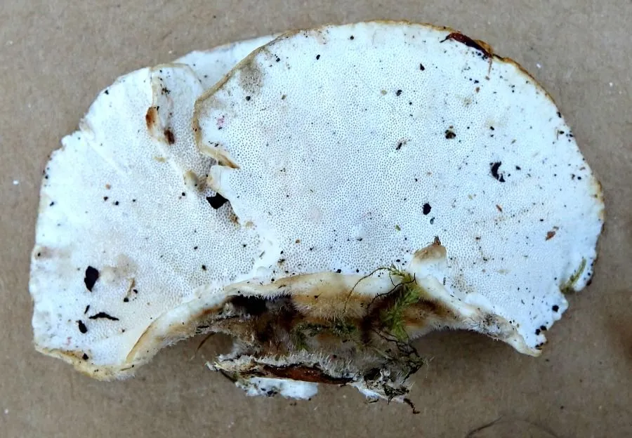 x trametes versicolor underside.jpg