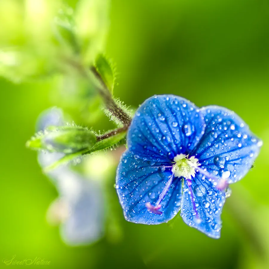 blue_tears_ii_by_sweet_nature-d4yb2pk.jpg