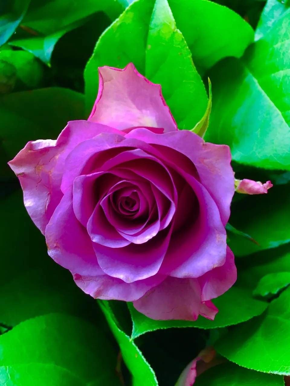 DD16B000-5849-4506-8A2B-C149D9D40B9B.jpeg
