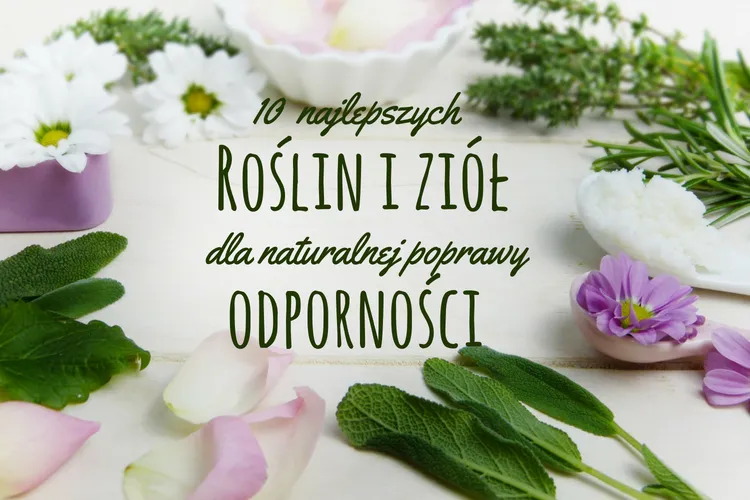 zioła na odporność.png