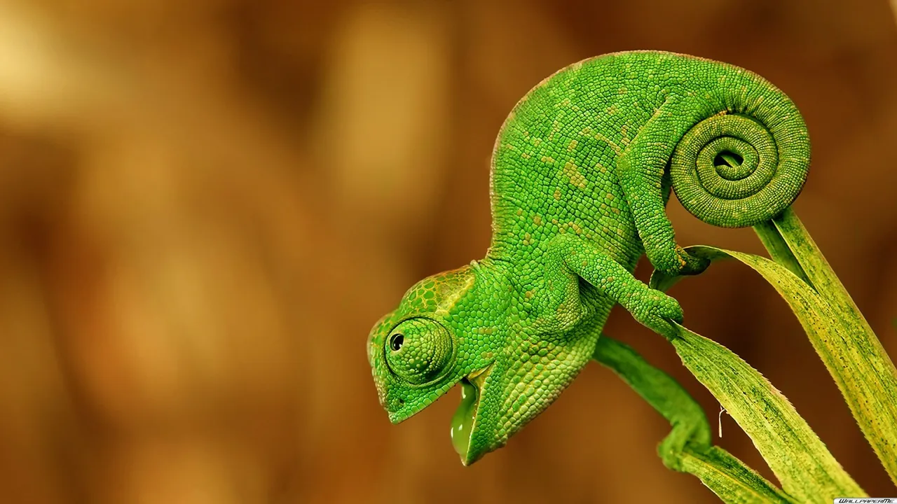 Chameleon-reptiles-40609265-1920-1080.jpg