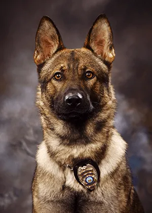 K9 DOG OFFICER GERMAN SHEPARD.png