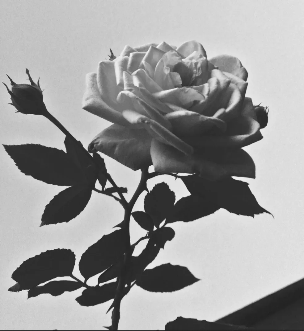 Dramatic Rose black and white.png