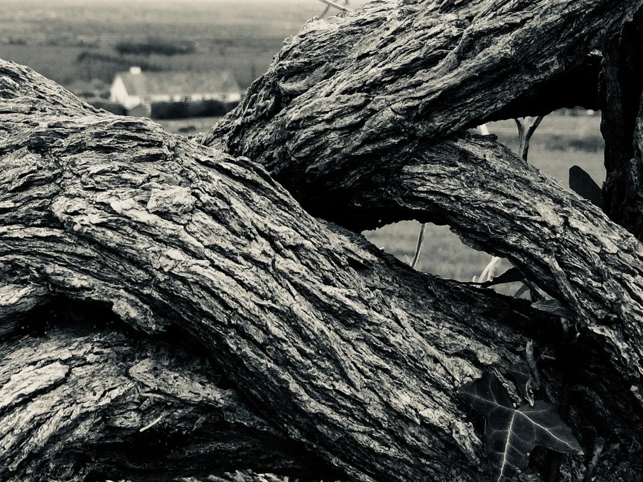 39205638-D278-4B1E-810F-026137F20372.jpeg