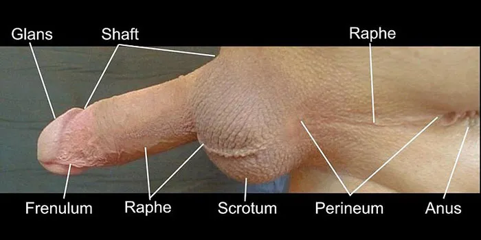 Raphe_on_Male_Geniitalia_with_Labels-.jpg