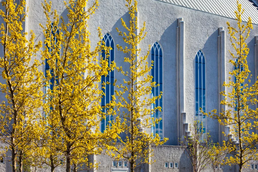 Spring Trees at Hallgrimskirkja.jpg