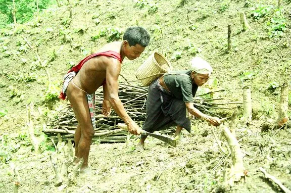 Collecting fire wood from Jum.jpg