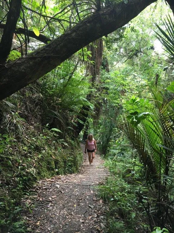 j square kauri coromandel (2).jpg