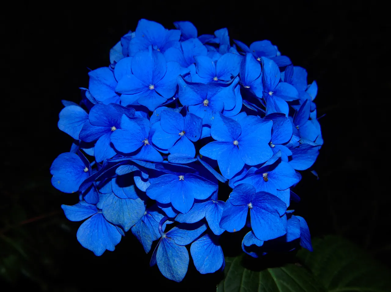 hydrangea-blossom-bloom-flower-53135.jpeg