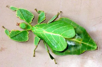 Walking Leaf (or Leaf Insect).jpg