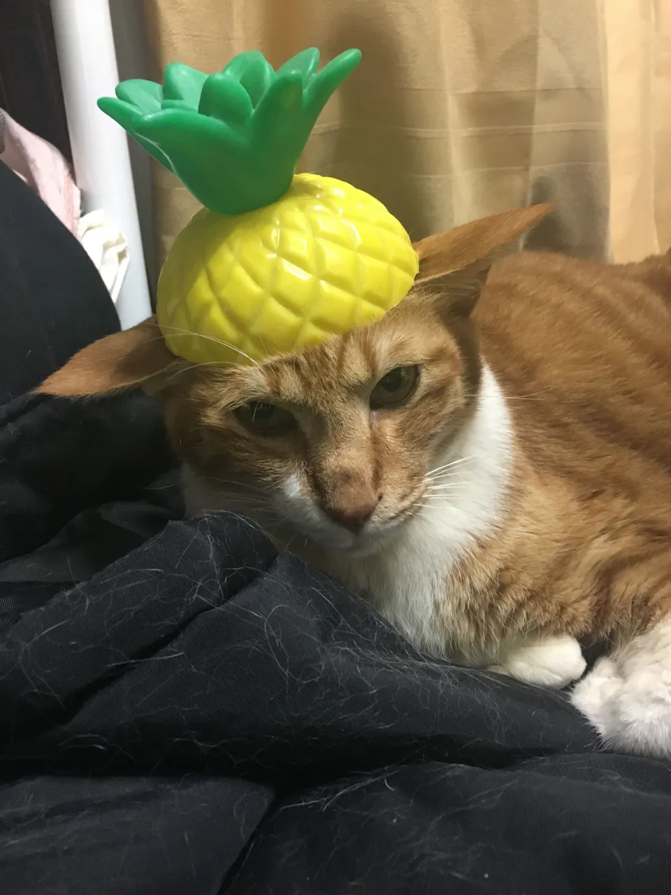 F4DF2537-4CB5-4B3A-B857-46F1F4FC1FC5.jpeg