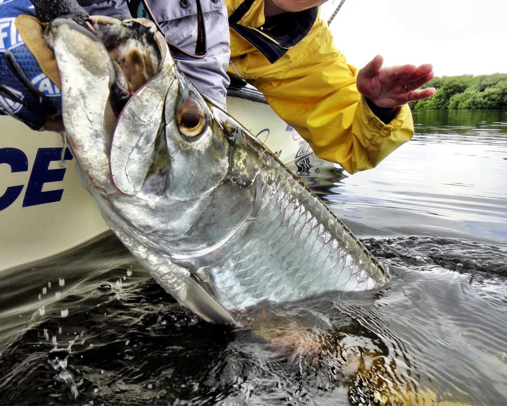 Tarpon fishing in puerto rico.jpg