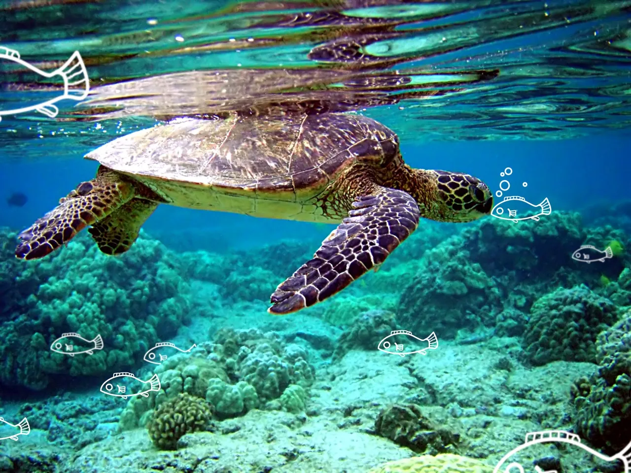 Kang HyeJeong_Green Turtle_ZkVnQw.jpg